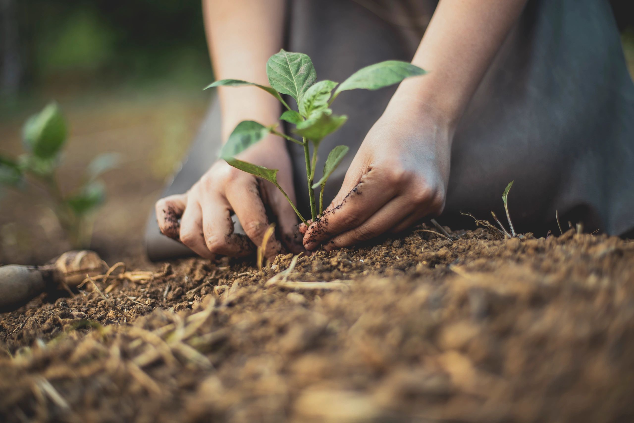 Hands planting a young seedling in soil