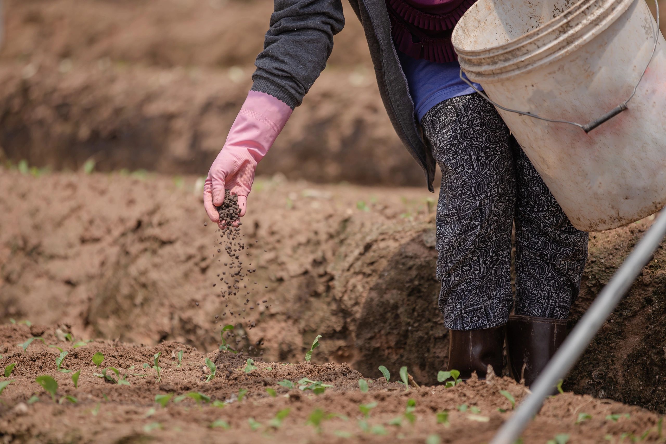 Farmer tending young plants in a field