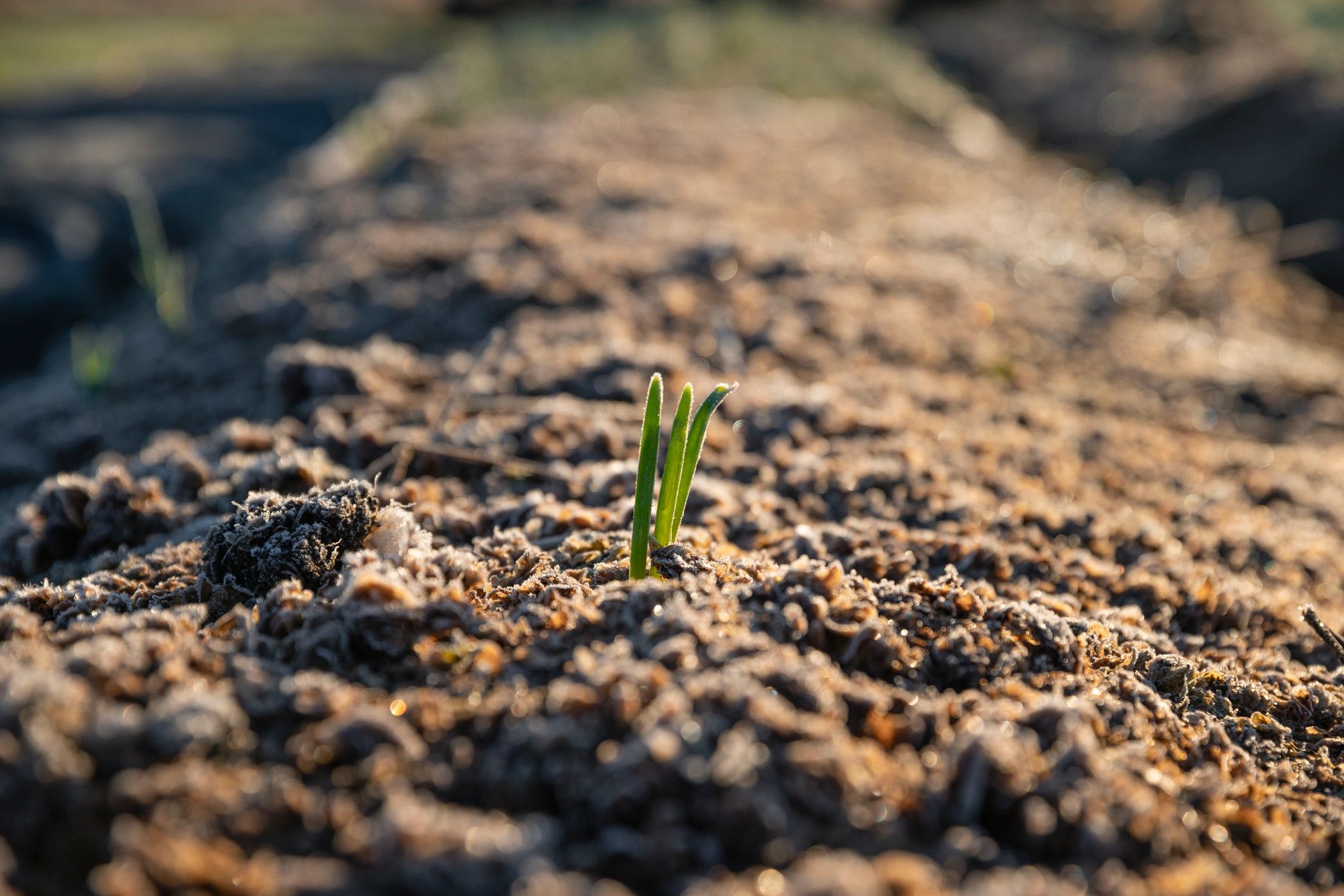 Young leek plant growing in compost-rich soil