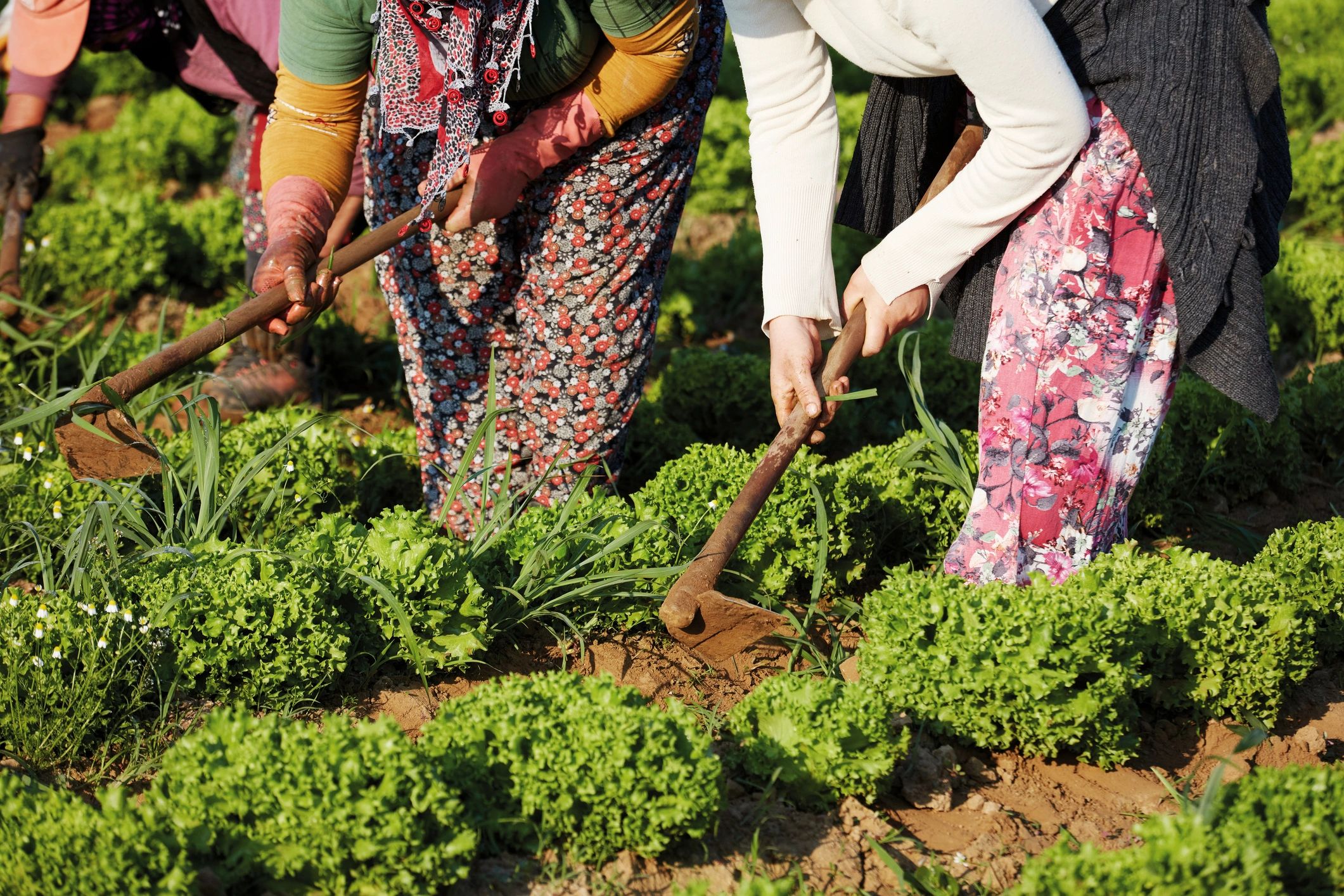 Fresh lettuce being harvested