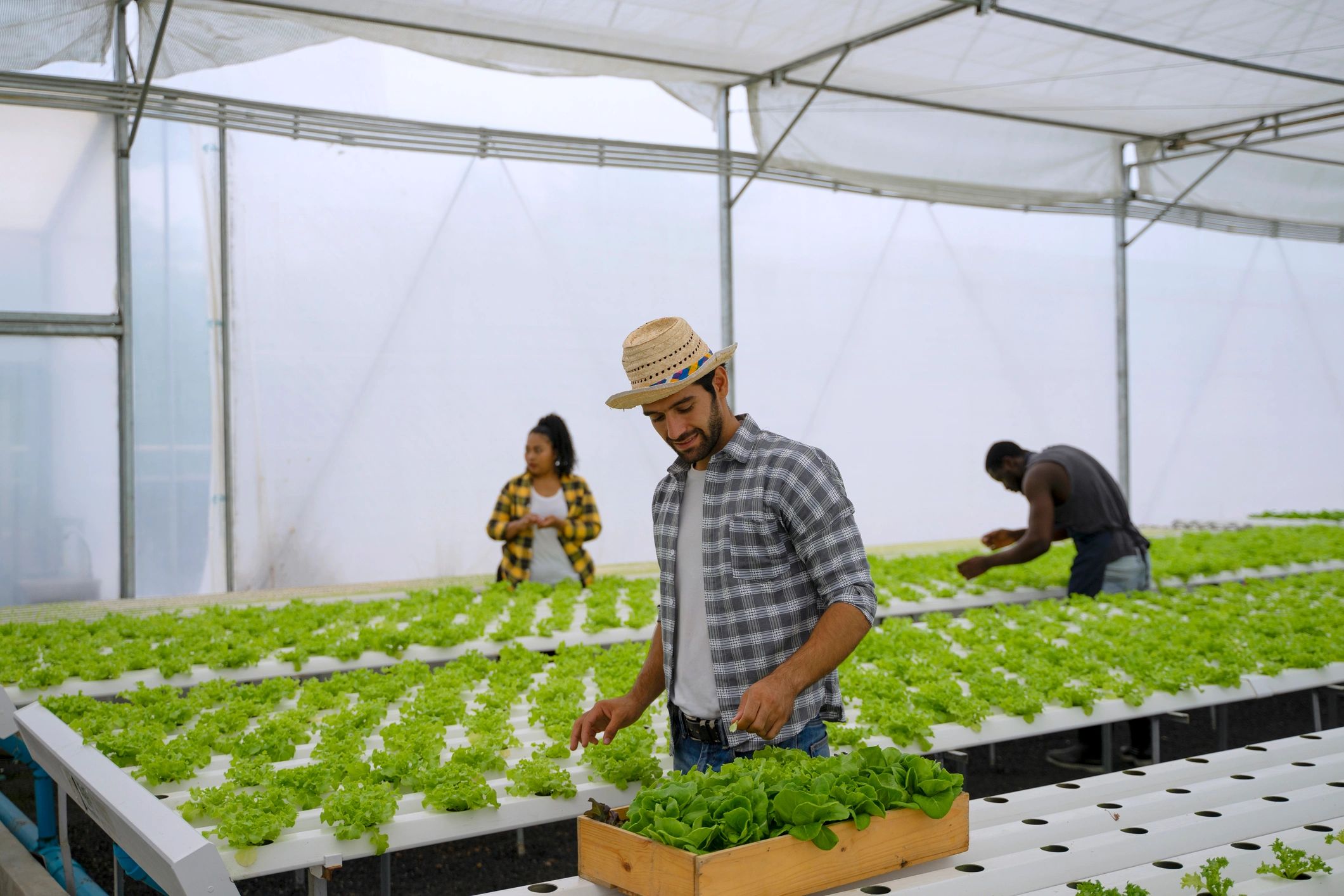 Fresh vegetables growing in a modern greenhouse