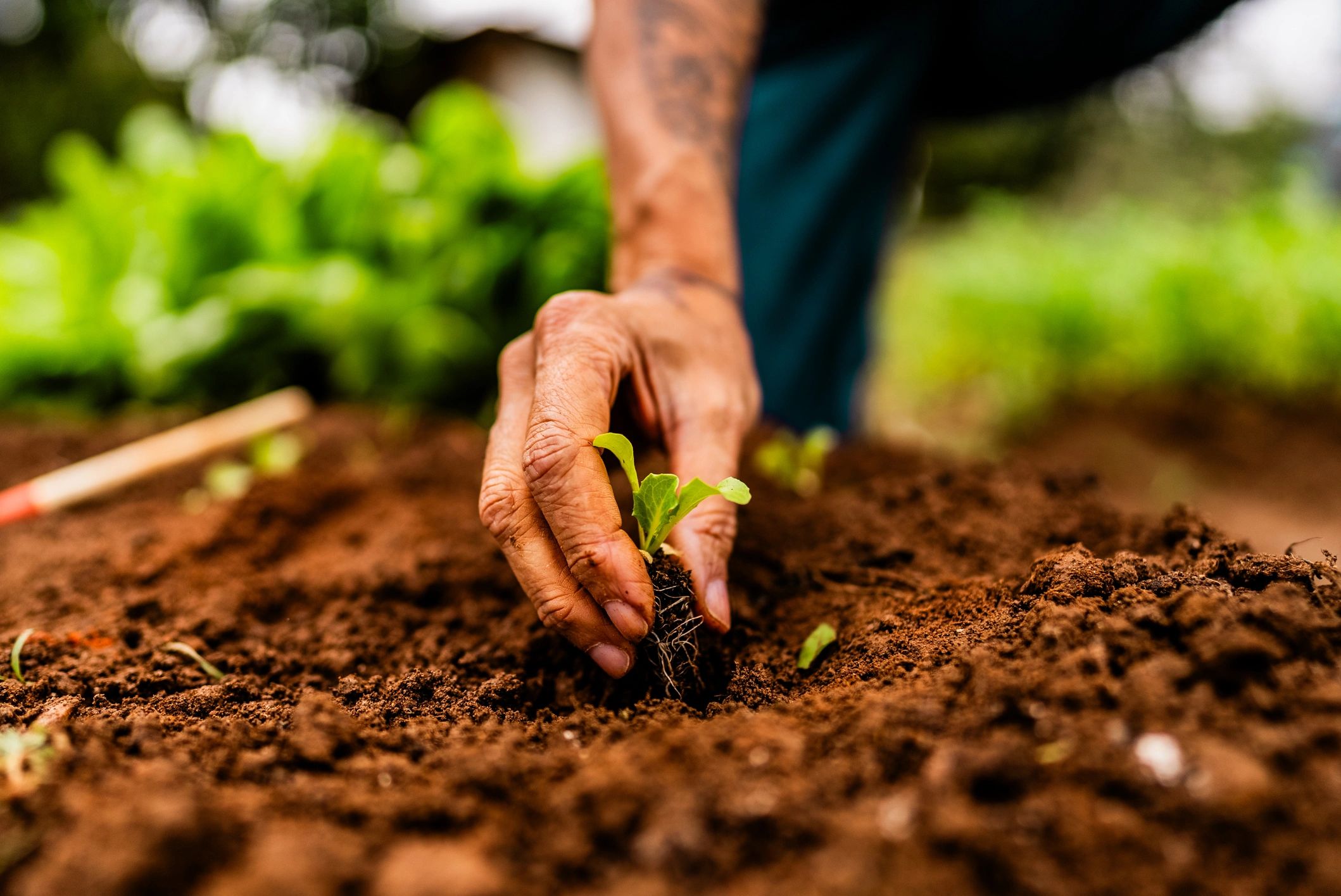 Farmer planting a lettuce seedling in a community garden