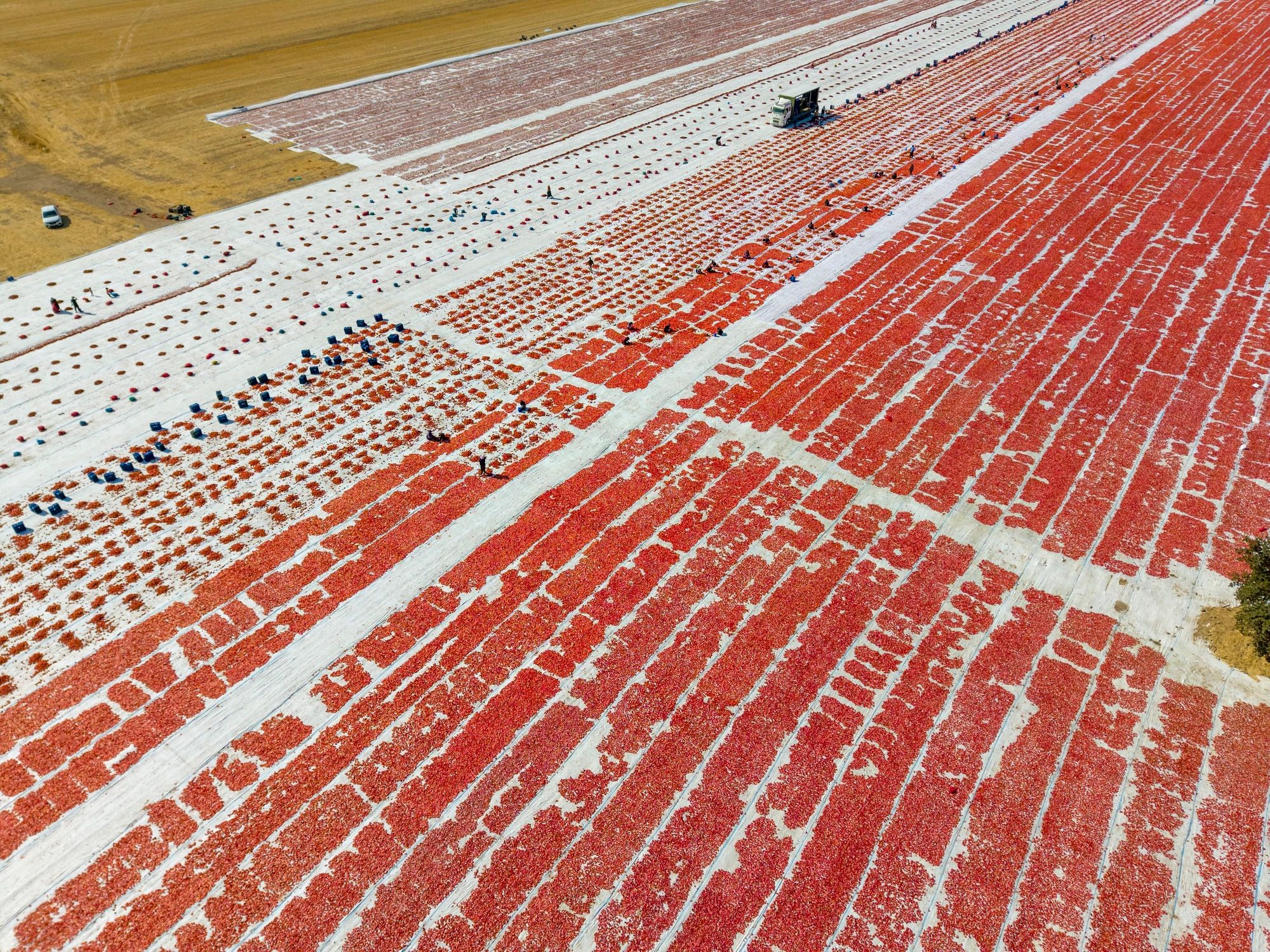 Workers preparing tomatoes for sun-drying in an agricultural field